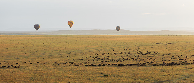 a wide panoramic view from the perspective of a hot air balloon in Masai Mara National Reserve, Kenya