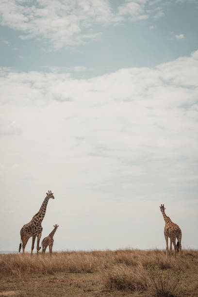 istock Three Masai Giraffes in the Open Savannah 1863772538