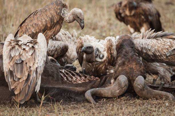 istock A Group of Vultures Feeding on Wildebeest Carcass 1863781345