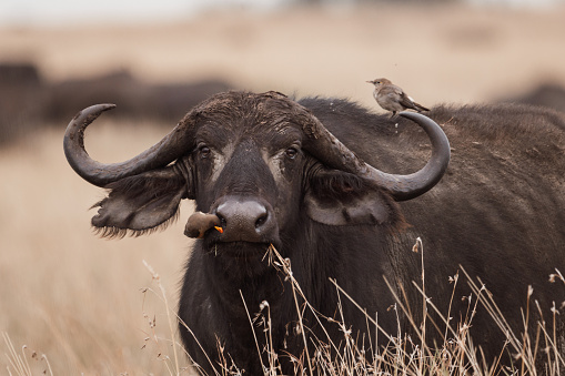 an African Buffalo getting his nostril cleaned by a helpful Yellow-billed Oxpecker