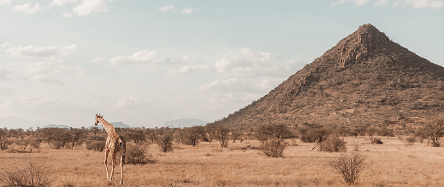a panoramic view of a lone Reticulated Giraffe roaming in Samburu National Reserve, Kenya, with triangular hill in backgound