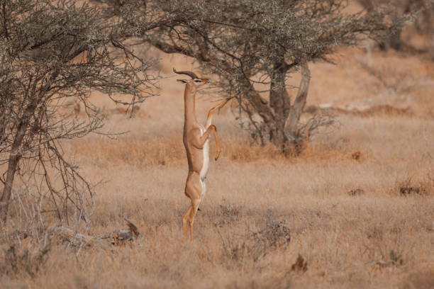 istock Gerenuk Standing to Feed 1863783898