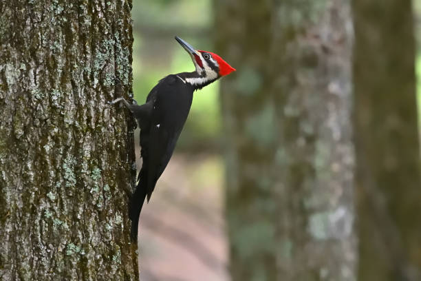 istock Pileated woodpecker on tree trunk 2 1863784928