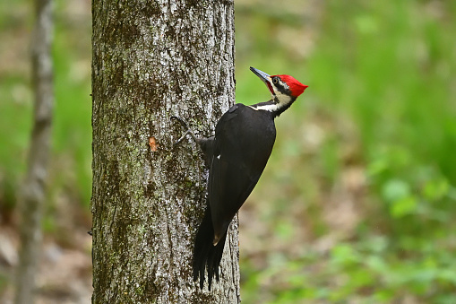 Male pileated woodpecker (Dryocopus pileatus) in the lush-green woods of early spring in New England, perched on a sugar maple tree covered in lichen, with copy space on the right