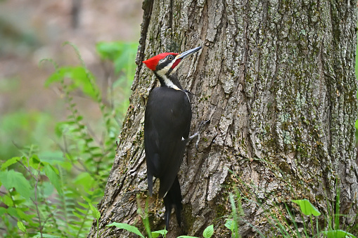Pileated woodpecker foraging for bugs on stump.