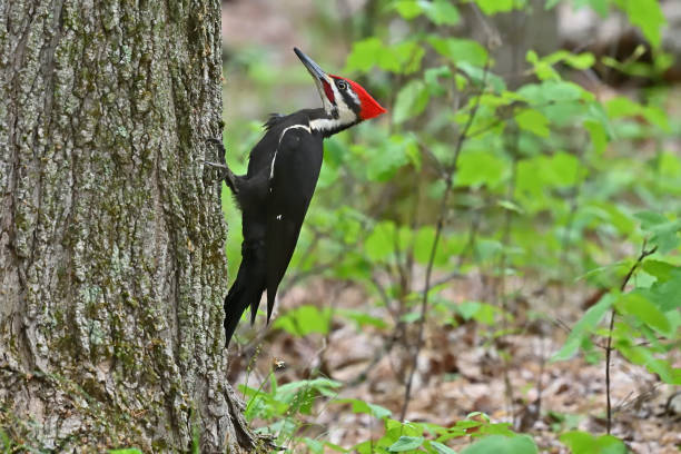 istock Pileated woodpecker in verdant woods, side view 1863787046