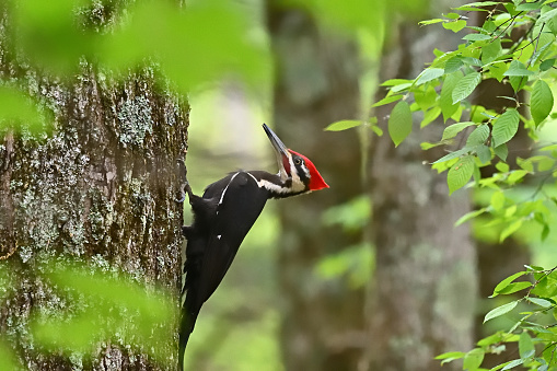 Glimpse of a male pileated woodpecker (Dryocopus pileatus) on a sugar maple in the thick, lush-green New England forest of early spring, surrounded by blurred leaves and tree trunks