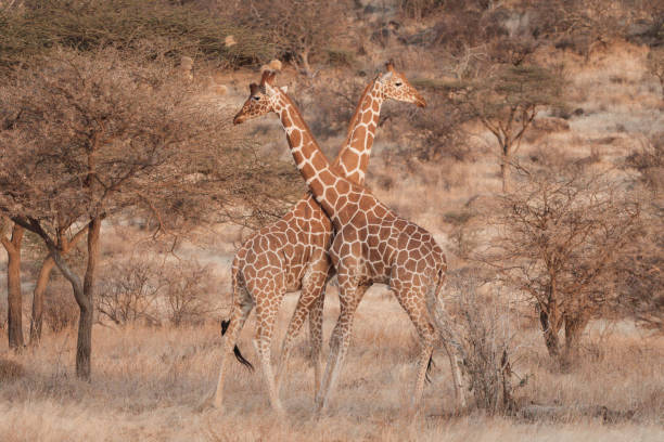 two Reticulated Giraffes necking in Samburu National Reserve, Kenya