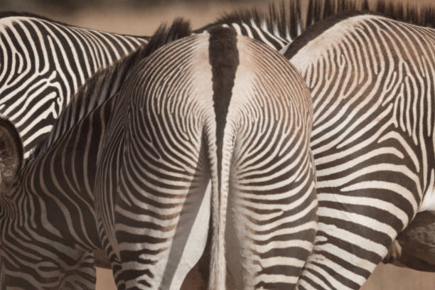 vista traseira de uma única zebra de grevy - herbivorous close up rear end animal head - fotografias e filmes do acervo