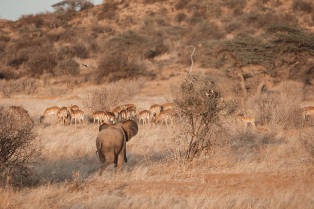 Playful Young African Elephant Chasing a Herd of Impalas