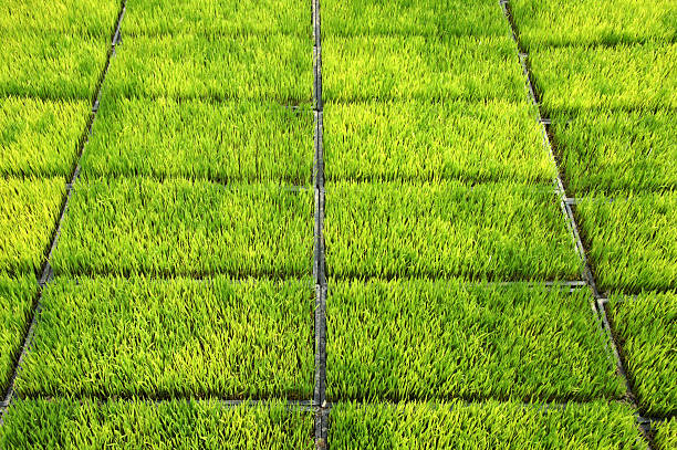 istock Seedlings for planting rice with machines. 186378961