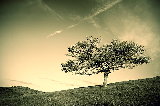 Beautiful summer landscape in sepia tones showing dark forest on sunny day.