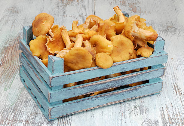 cogumelos frescos em caixa de madeira - chanterelle crate golden chanterelle vegetable - fotografias e filmes do acervo