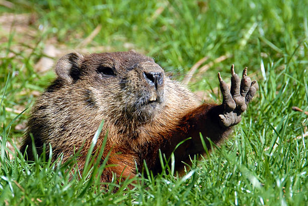 5 줄 groundhog 보여줍니다 - groundhog 뉴스 사진 이미지