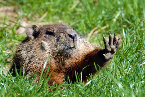 The image shows a Marmot looking out of his burrow. The image was captured in the Swiss Mountains at an altitude of 1200m during autumn season.