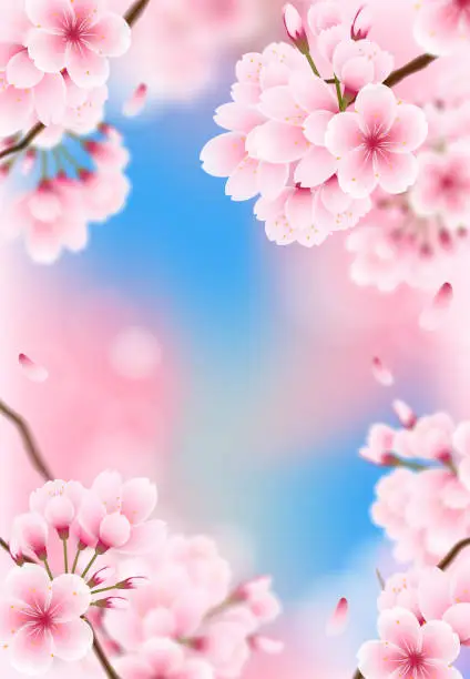 Vector illustration of Blue sky and pink cherry blossoms background