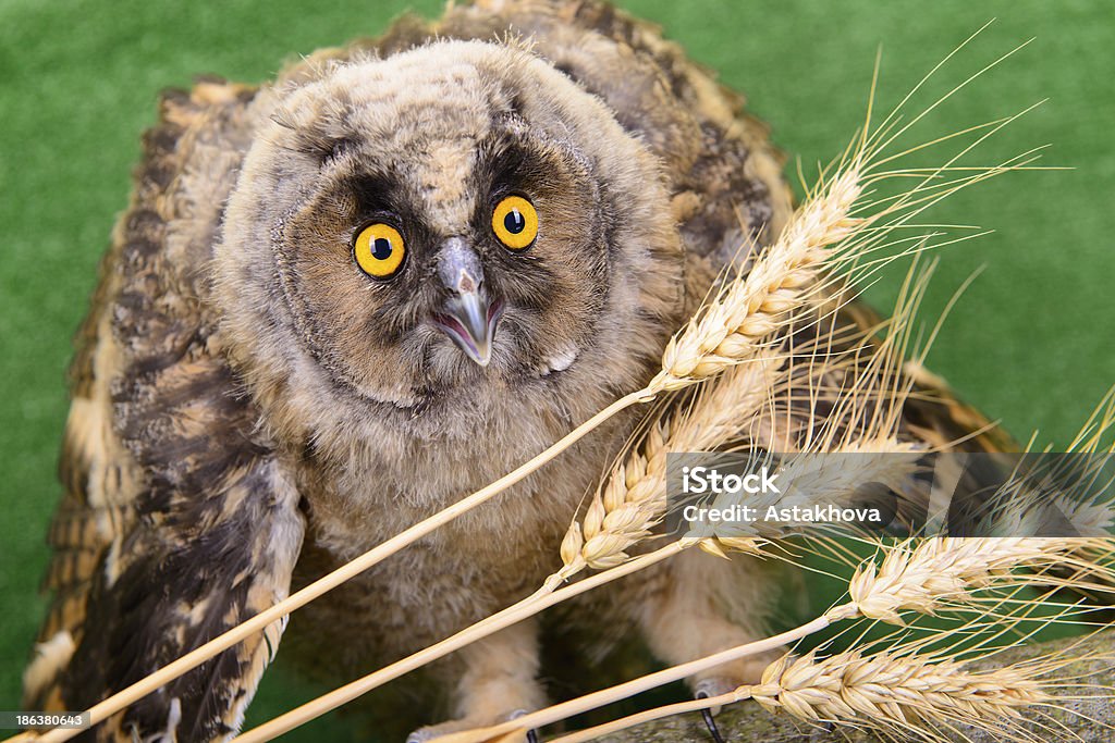 young bird owl young bird owl sitting with spikelets of wheat Alertness Stock Photo