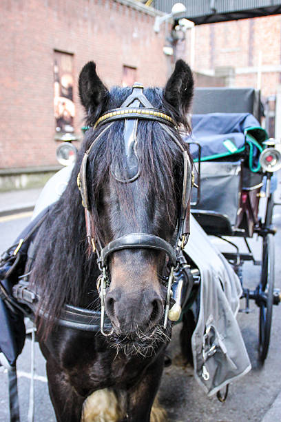 istock Horse and carriage 186380728