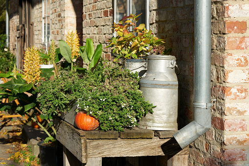 Decoration with plants, pumpkin and milk can in front of the house on a farm in Germany