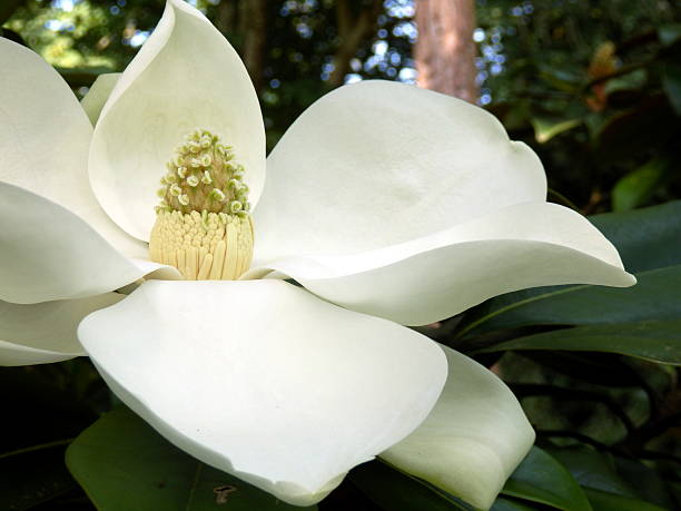 magnolia grandiflora - magnolia southern usa white flower fotografías e imágenes de stock