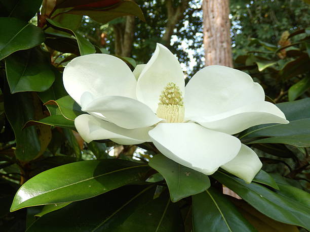 magnolia grandiflora - magnolia southern usa white flower fotografías e imágenes de stock