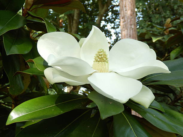 magnolia grandiflora - magnolia southern usa white flower imagens e fotografias de stock