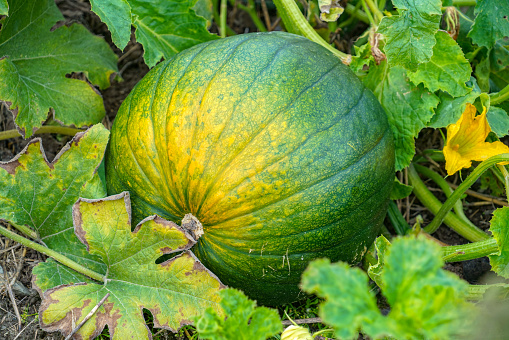 close up on pumpkin in the field in autumn