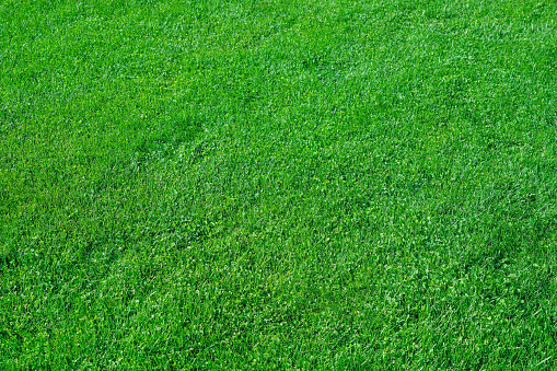 real green grass natural background