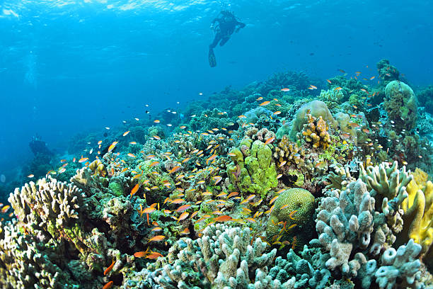 istock Underwater staghorn table coral with diver in Sipadan, Malaysia 186381053