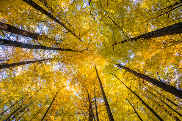 istock low angle view of the autumn tree forest 1863811470
