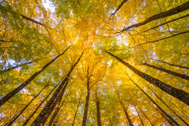 istock low angle view of the autumn tree forest 1863811978
