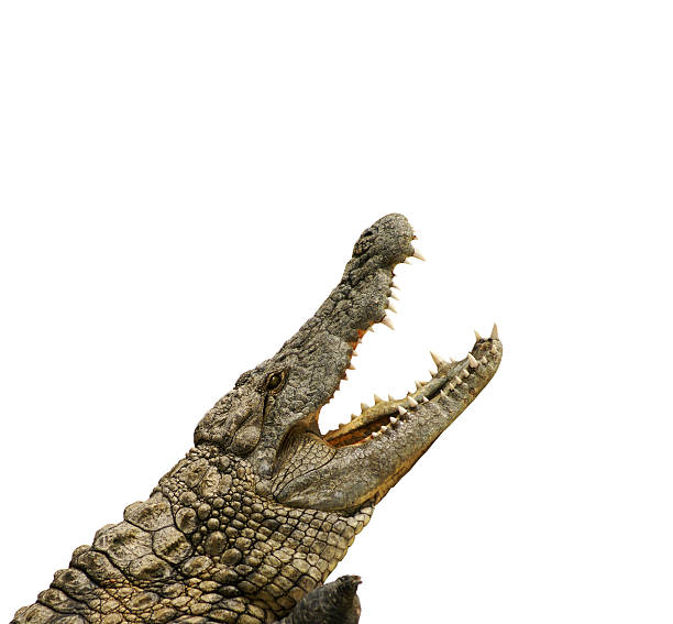 istock Alligator wants to eat 186381304