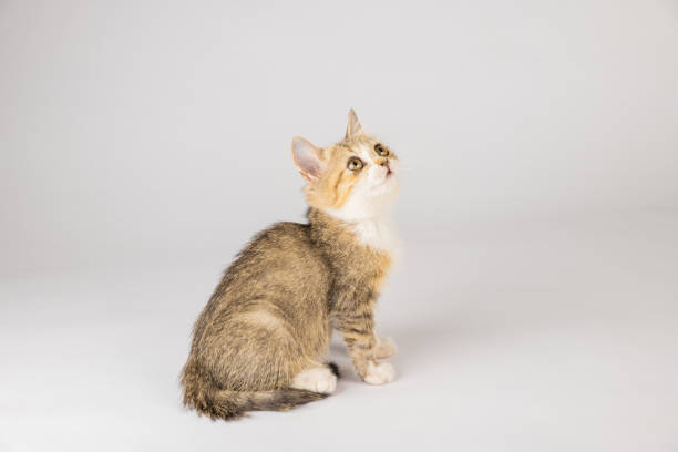 istock A beautiful little grey Scottish Fold cat stands, looking playful and cheerful in this isolated cat portrait on a white background. 1863813588