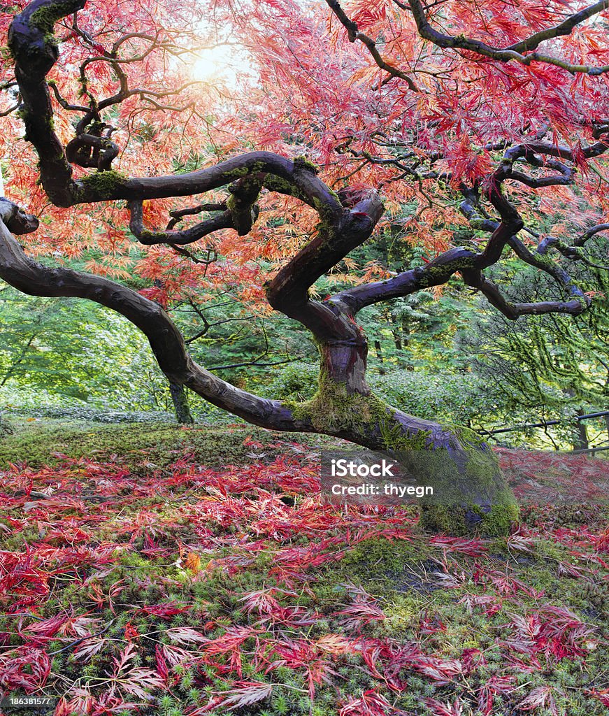 Old Japanese Maple Tree in Fall Old Japanese Red Maple Tree in Fall Season with Sunlight Abstract Stock Photo