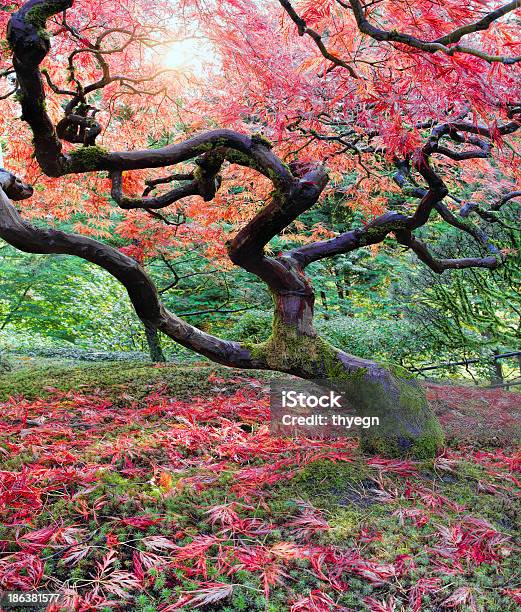 Old Japanese Maple Tree In Fall Stock Photo - Download Image Now - Abstract, Autumn, Back Lit