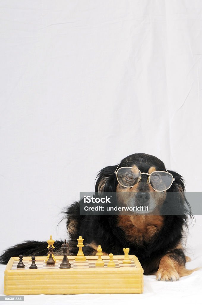 Smart Dog Playing Chess One Smart Black Dog Playing Chess on a White  Background Activity Stock Photo