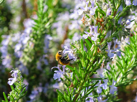bee on a branch of rosemary which collects nectar