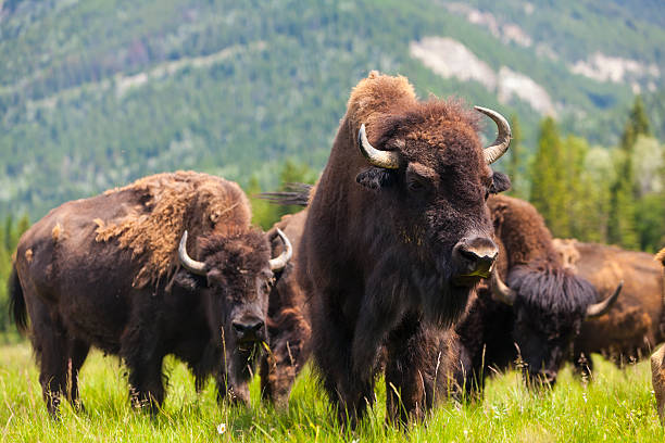 Group of buffalo or bison in a field stock photo