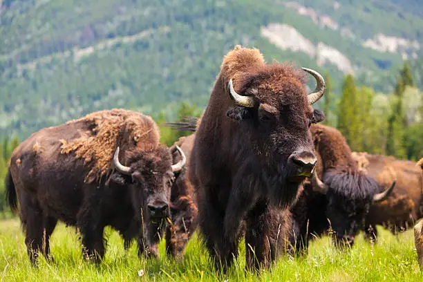 Photo of Group of buffalo or bison in a field