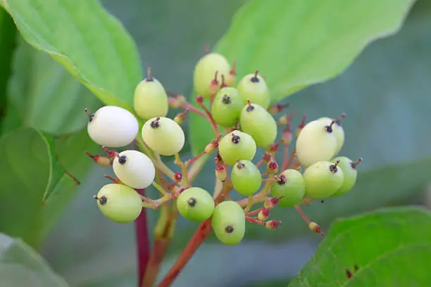 close up of plant fruits