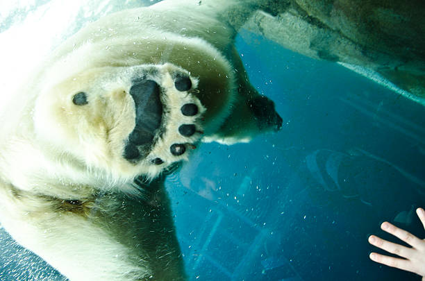 istock Nordic Polar bears foot 186381814