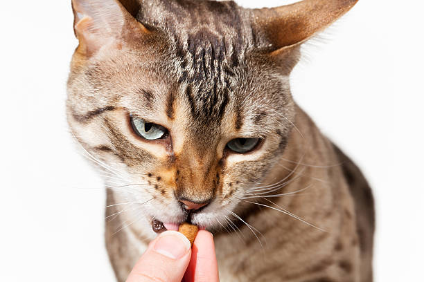 istock Bengal kitten being fed with treat from fingers 186382289