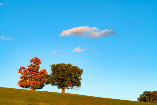 istock autumn trees and cloud in blue sky 1863823439