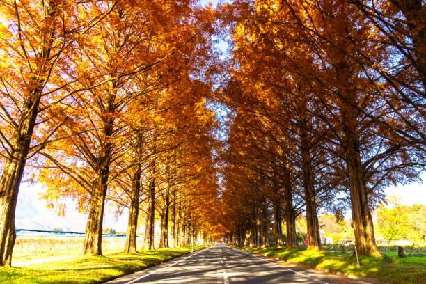 istock Metasequoia row of trees 1863828144