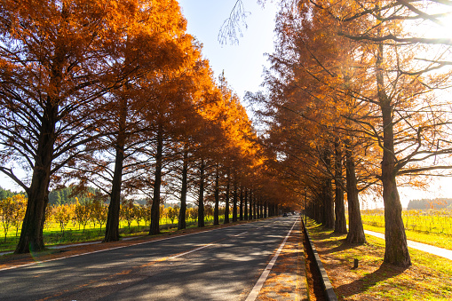 Autumn in city park. Colorful leaves in sun light. Empty bench near the tree. Beauty nature scene at fall season