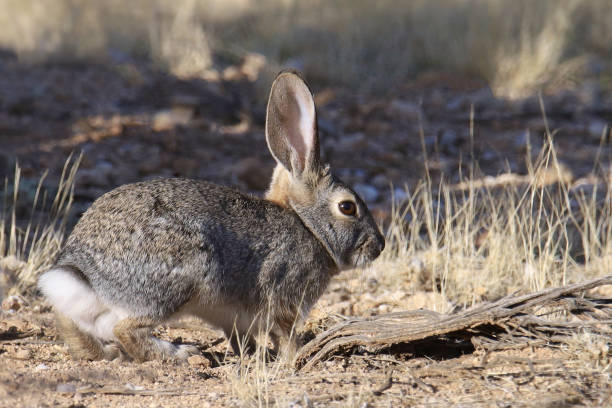 istock Desert Cottontail (sylvilagus audubonii) with it's cottontail clearly showing 1863833901