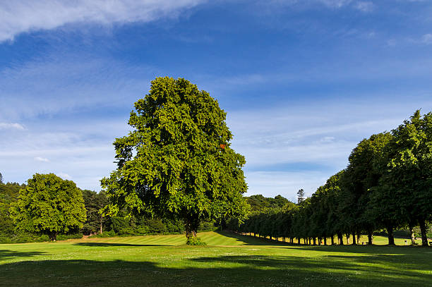 Park This is Grant Park, Forres, Moray, Scotland on a hot summers day 2013. moray firth stock pictures, royalty-free photos & images