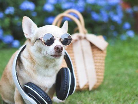 Portrait of brown chihuahua dog wearing sunglasses and headphones around neck  sitting  with straw bag  on  green grass in the garden with purple flowers, ready to travel. Safe travel with animals.