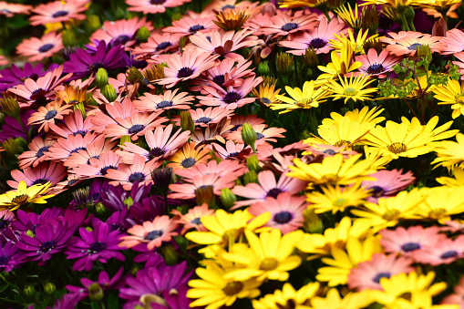 Various flowers in the daisy family come together to create a colorful background picture.