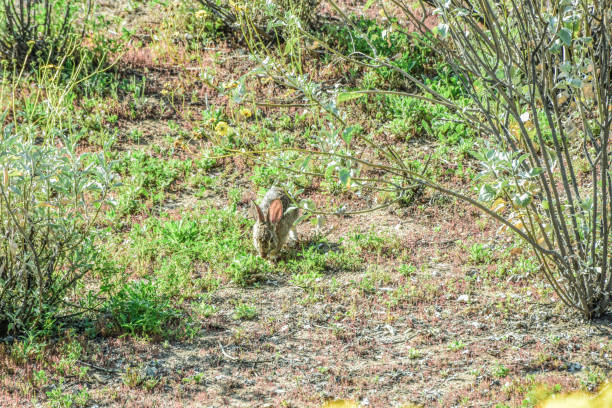 istock Wild Rabbit of Southern California 1863871702